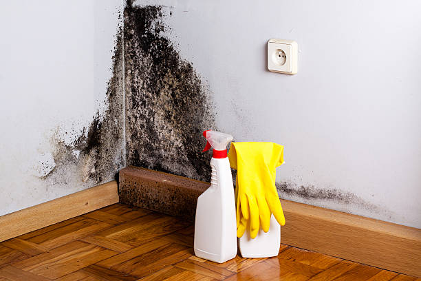 Best Post-Flood Mold Remediation in Priceville, AL